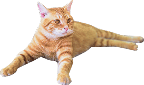 step-cat-brown